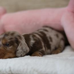 Becky - Dapple female Dachshund puppy in Jurupa Valley, California from Divine Doxies