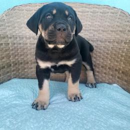 Cane Corso Puppies from Willow’s Meadow