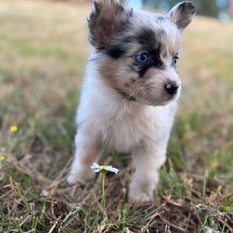 Nirvana - Blue merle female Miniature American Shepherd puppy in Scio, Oregon from Calyx Miniature American Shepherds