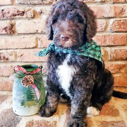 Bernedoodle Puppies from Speedwell Forge Doodles