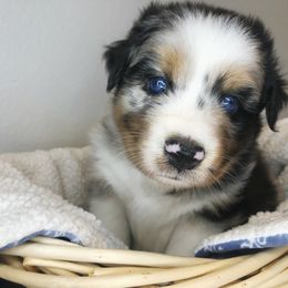 Australian Shepherds from Stumptown Aussies