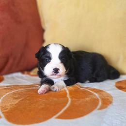 Sweet potato - Black tri female Miniature Australian Shepherd puppy in Killen, Alabama from Wilkers Wholehearted Mini Aussies