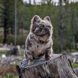 Ozzy - French Bulldog