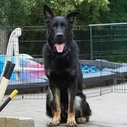 Castiel von Drachenhaus CGC CGCA CGCU FITB FITS - German Shepherd