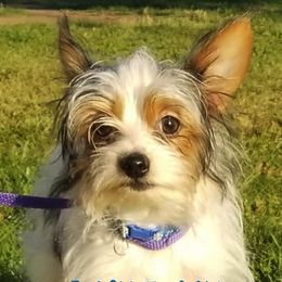 Poodles, Shih Tzus, and Yorkshire Terriers from Regal Shih Tzus and Yorkies