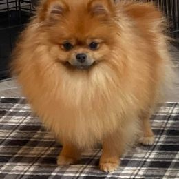 CC - Pomeranian