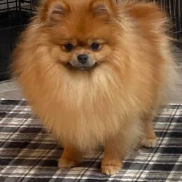CC - Pomeranian