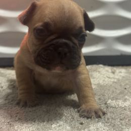 French Bulldog Puppies from Frenchie Kingdom
