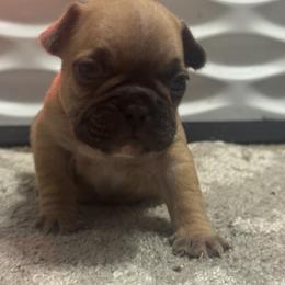 French Bulldog Puppies from Frenchie Kingdom