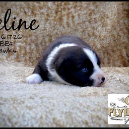 Celine - Black female Miniature Australian Shepherd puppy in Madisonville, Texas from Flying LL Aussies
