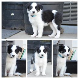 Border Collie Puppies from Millie’s Border Collie