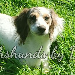 Addy - Dachshund