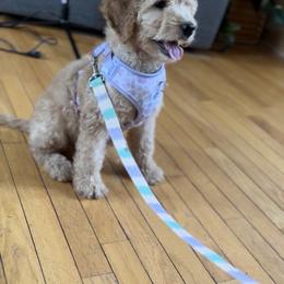 KitKat - Goldendoodle