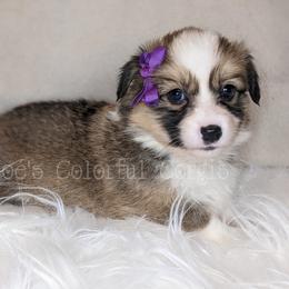 American Corgi and Pembroke Welsh Corgi Puppies from Chloe's Colorful Corgis