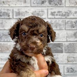 Coco - Red tri-color female Aussiedoodle puppy in Omro, Wisconsin from Crystal Ridge Doodles
