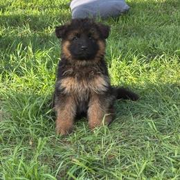 Mr Green - Black and tan male German Shepherd puppy in Lawton, Michigan from Free Indeed Shepherds