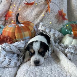 PJ - Black & tan tri-color male Morkie puppy in Lawrenceville, Georgia from Georgias Finest Puppies