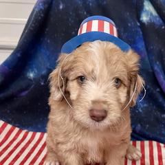 Aussiedoodle and Bordoodle Puppies from Holland Hilltop Farm