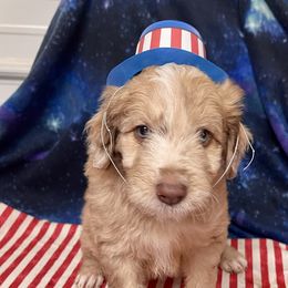 Aussiedoodle and Bordoodle Puppies from Holland Hilltop Farm