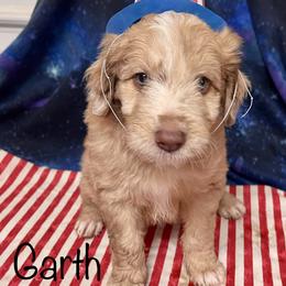 Aussiedoodle and Bordoodle Puppies from Holland Hilltop Farm