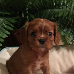 Cavalier King Charles Spaniel Puppies from Hidden Creek Cavaliers