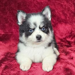 Porthos - Black and white male Pomsky puppy in Spokane, Washington from Spokane Pomskies