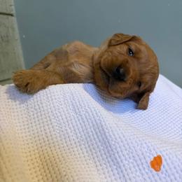 Mango - Dark golden male Golden Retriever puppy in Maysville, North Carolina from Gold Rush Retrievers