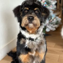 Auggie - Bernedoodle