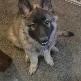 German Shepherd Puppies from Urekar Haus