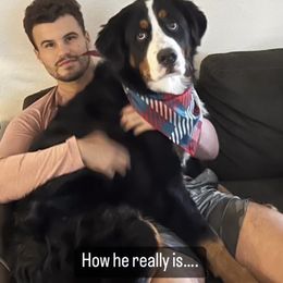 Bernese Mountain Dog Puppies from Lonesome Pine Farm