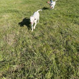 Dalmatian Puppies from Hallmark Dalmatians;