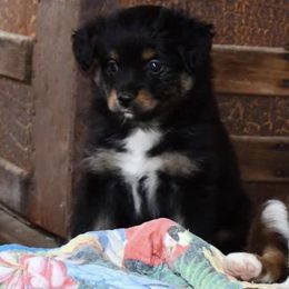 Miniature Australian Shepherd Puppies from Eldorado Ranch Mini Aussies