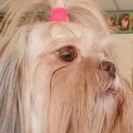 BLOSSOM - Shih Tzu