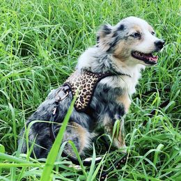 Miniature American Shepherds from Holly Wiggers