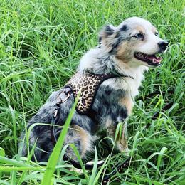 Miniature American Shepherds from Holly Wiggers