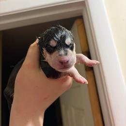 Barrel - Black and white male Siberian Husky puppy in Canton, Ohio from Bleu Skies Siberian Huskies
