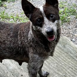 Whisker - Australian Cattle Dog