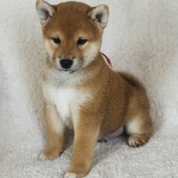 Kurt - Red male Shiba Inu puppy in Trenton, Nebraska from Prairie Shibas