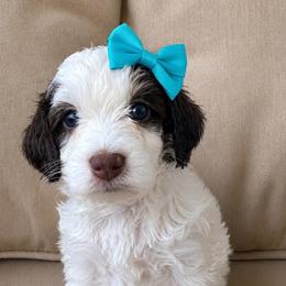 Girl Chocolate Parti - Chocolate female Goldendoodle puppy in Midlothian, Virginia from RVA DOODLES, LLC