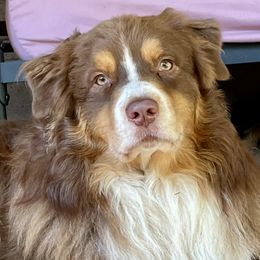 Australian Shepherds from Muckalee Lane Aussies