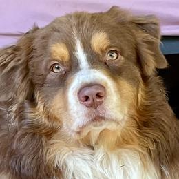 Australian Shepherds from Muckalee Lane Aussies