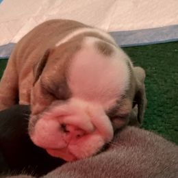 Kanga (roo) - Lilac tri-color female Bulldog puppy in Texas from Momma Bear’s bulldogs