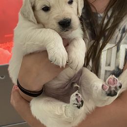 Golden Retriever Puppies from Cream of the Crop Goldens Michigan