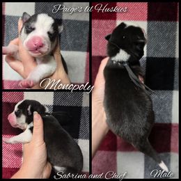 Monopoly - Black and white male Siberian Husky puppy in Bloomfield, Indiana from Paiges lil huskies