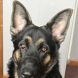 German Shepherd All Grown Up from Vom Lillibruke Strass German Shepherds