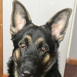 German Shepherd All Grown Up from Vom Lillibruke Strass German Shepherds