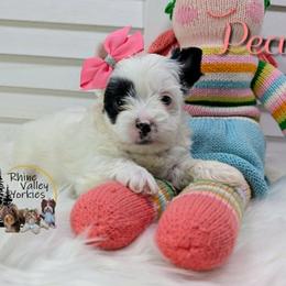 Pearl - Parti female Yorkshire Terrier puppy in Austin, Texas from Rhine Valley Yorkies