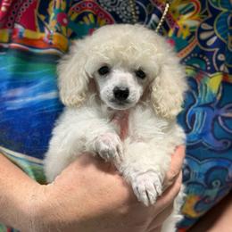 Matcha - White male Poodle puppy in Marsing, Idaho from Araceli Toy Poodles