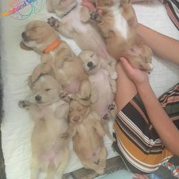 Dachshund Puppies from Dachshund Universe