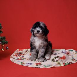 Nitro - Blue merle male Sheepadoodle puppy in Los Angeles, California from Exquisite Doodles